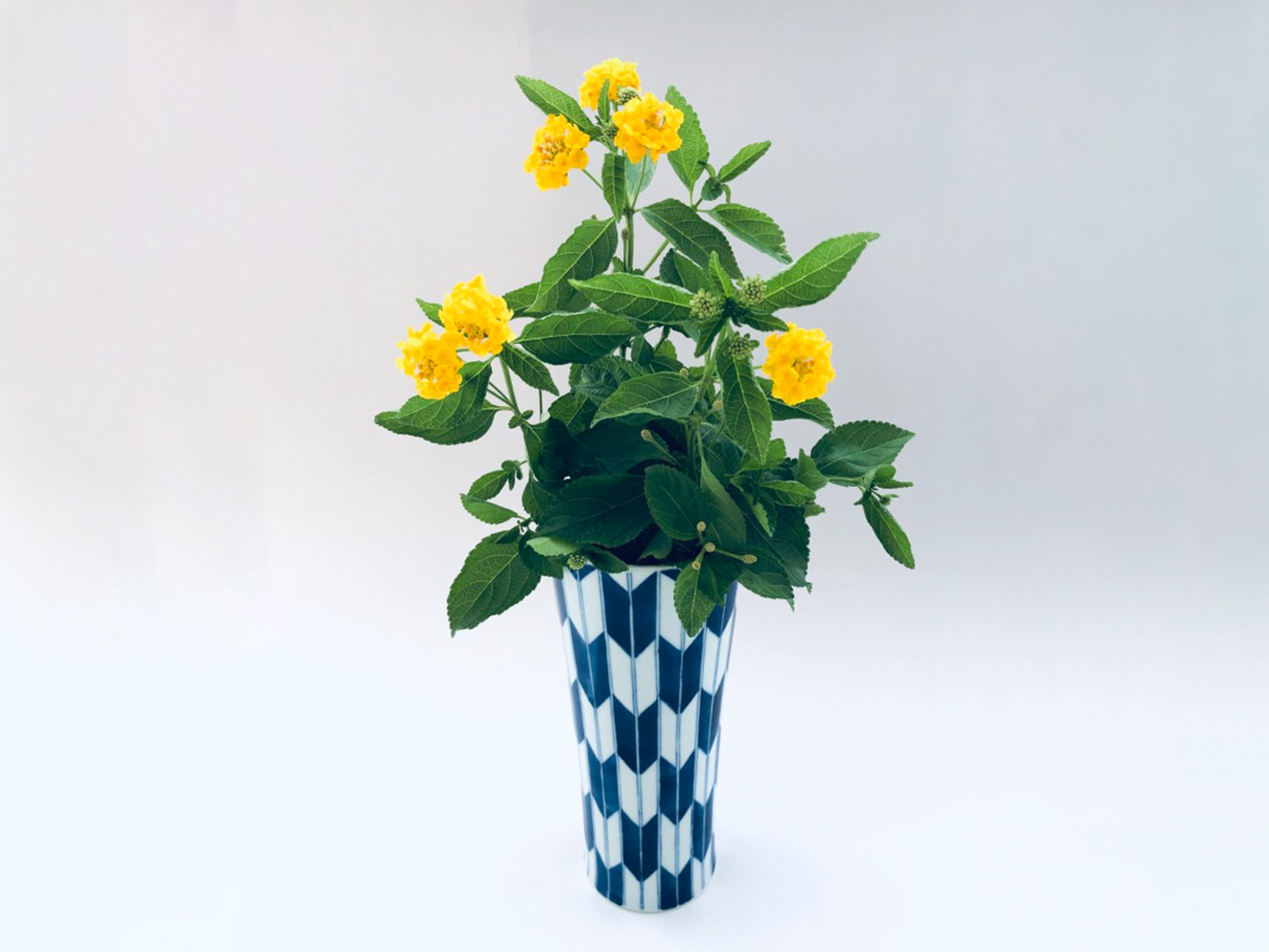 青花匠 矢羽花器 数量限定